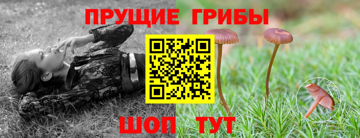 Псилоцибиновые грибы Psilocybe Коряжма